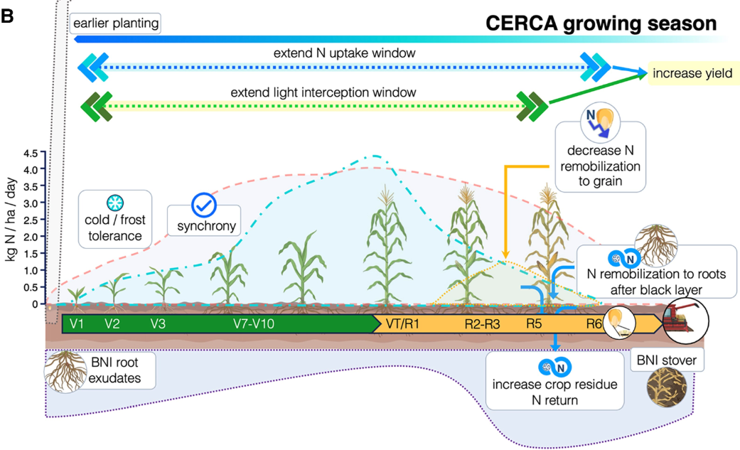 Nitrogen-Efficient Cold-Tolerant Maize