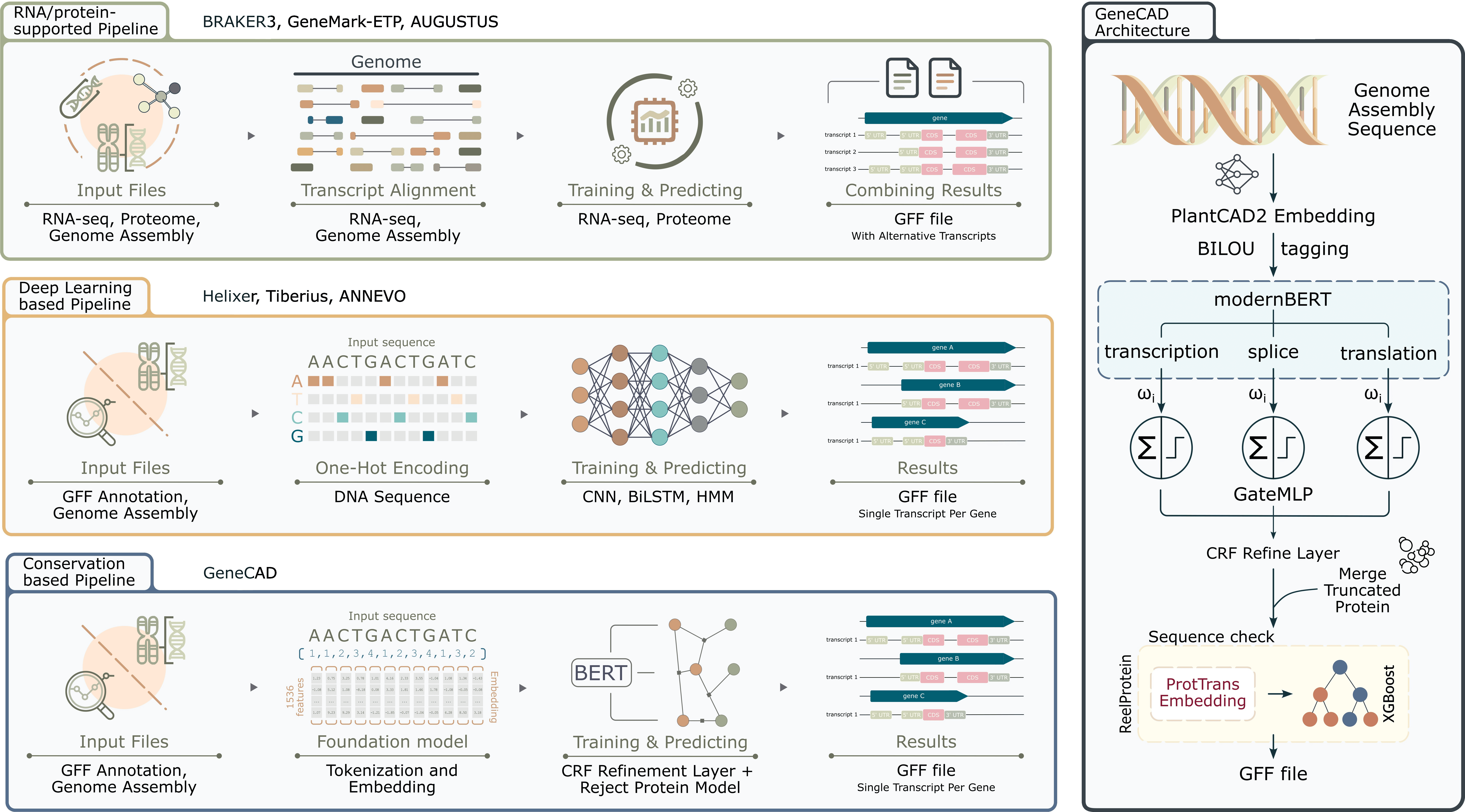 GeneCAD: Plant Genome Annotation from DNA with a Foundation Model