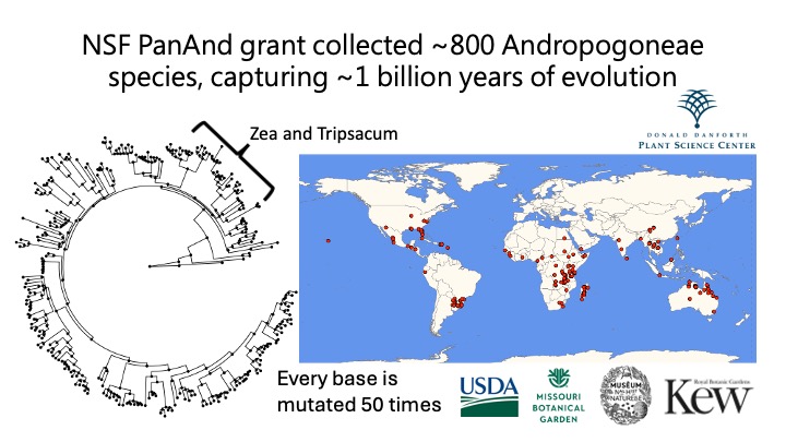 Maize Genome Evolution